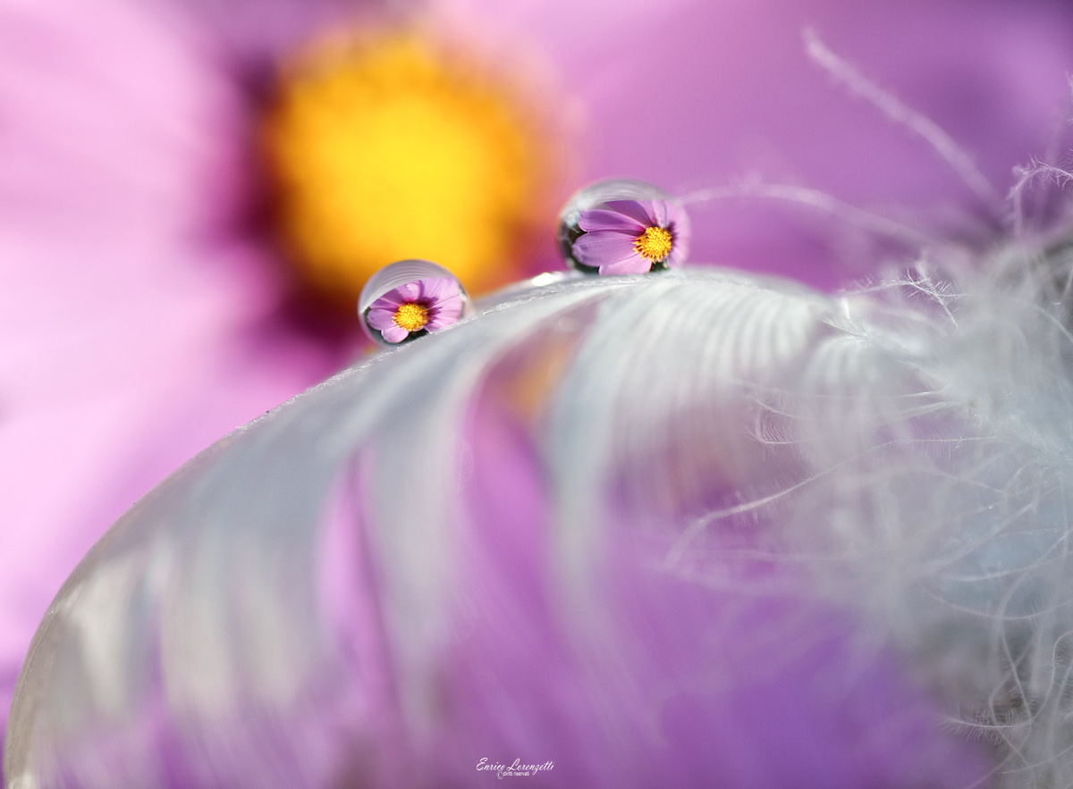 delicatamente sulla piuma....