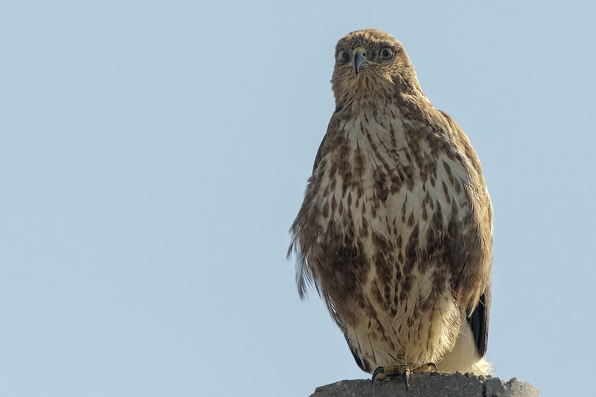 Poiana  (Buteo buteo)
