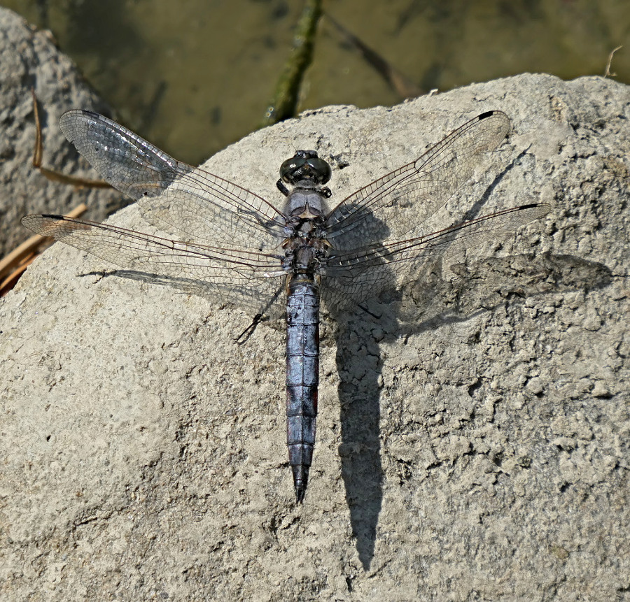 ***Lei e la sua ombra***