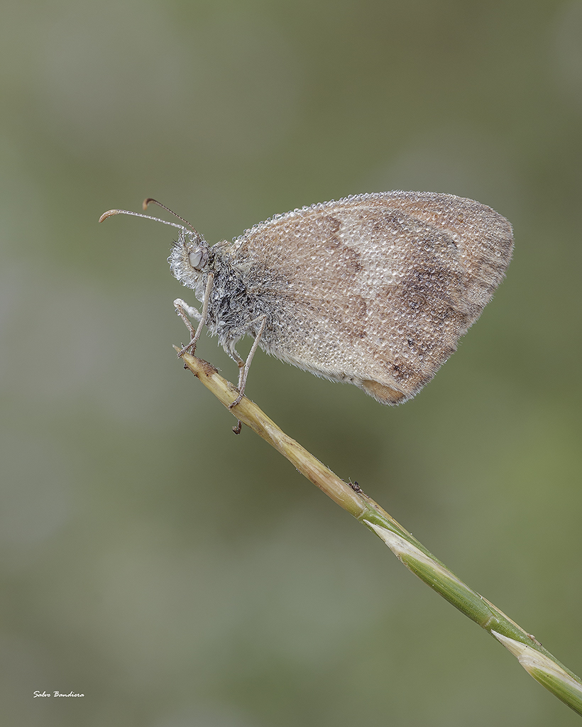 Coenonimpha Pamphilus