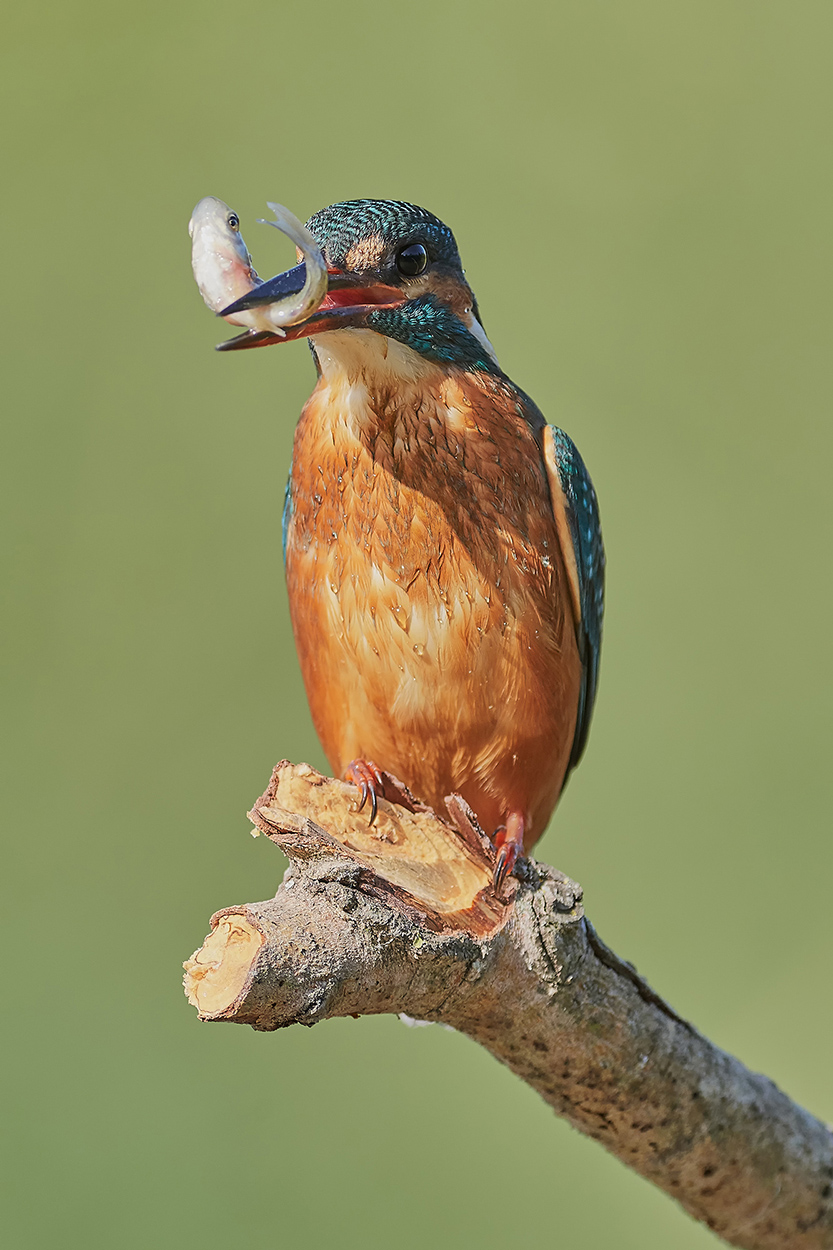 Kingfisher
