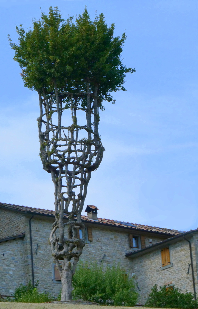 ***Potatura architettonica***