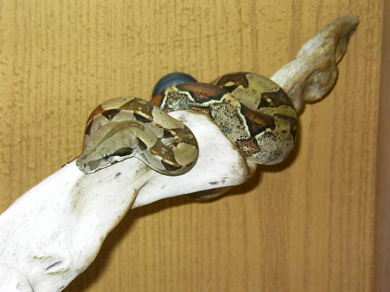 Geronimo Boa Costictor