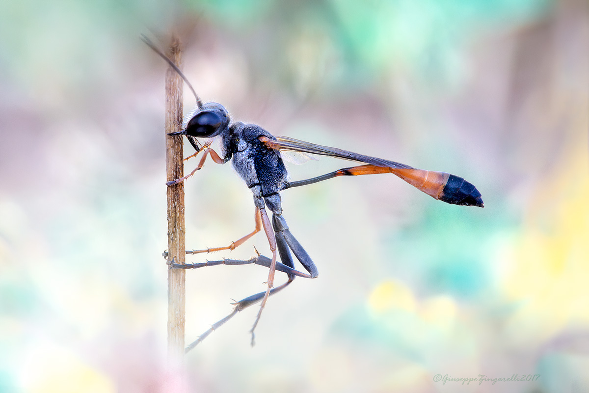Ammophila heydeni heydeni