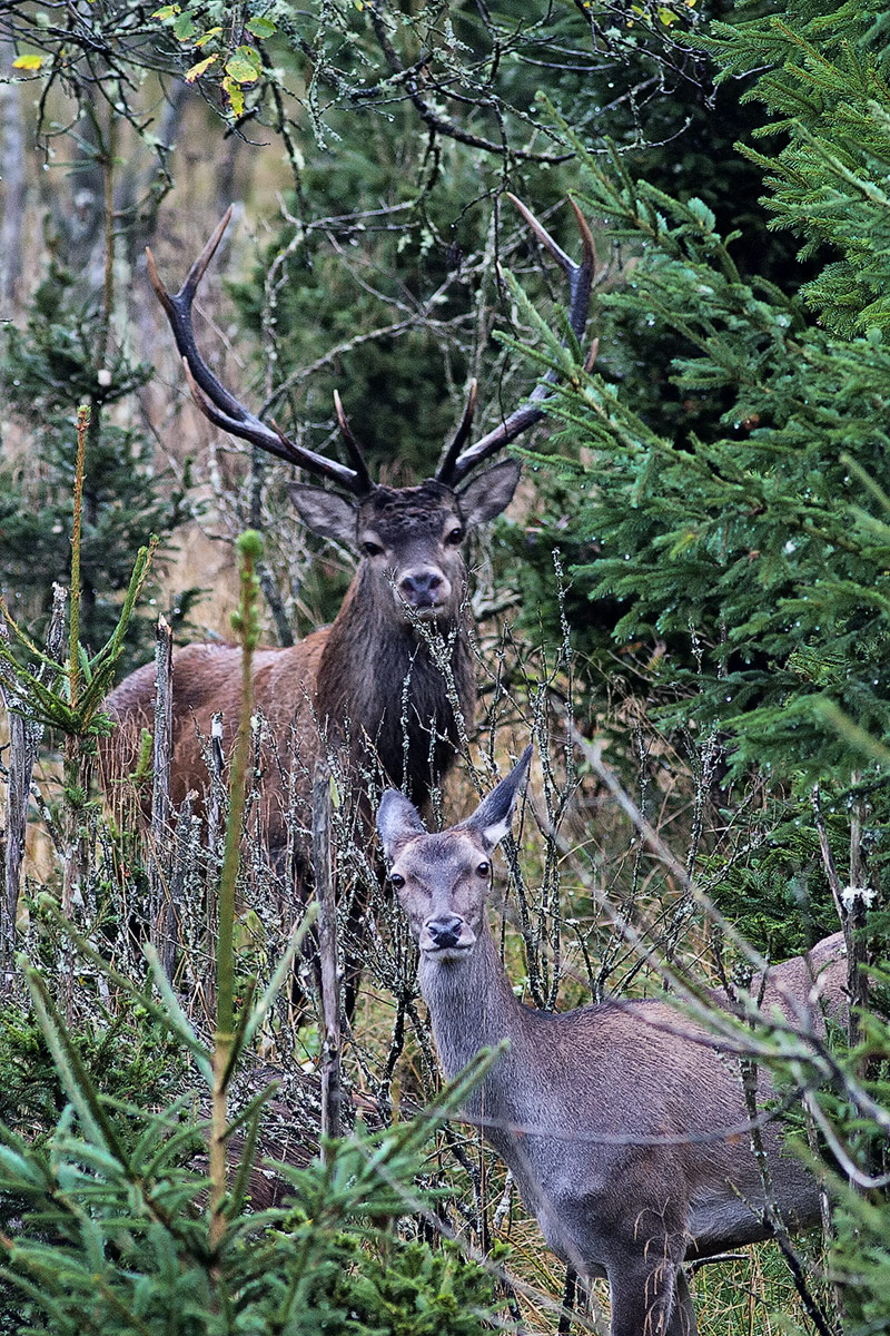 Mr. and Mrs. Deer in their home