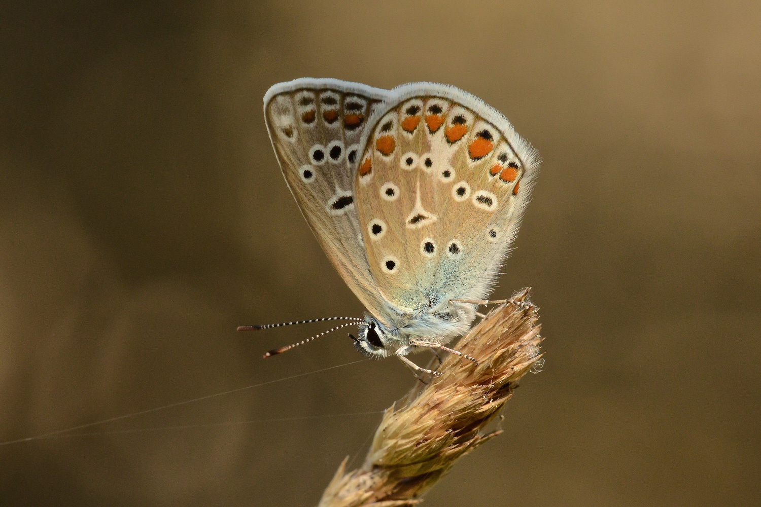 Quei fili sottili...