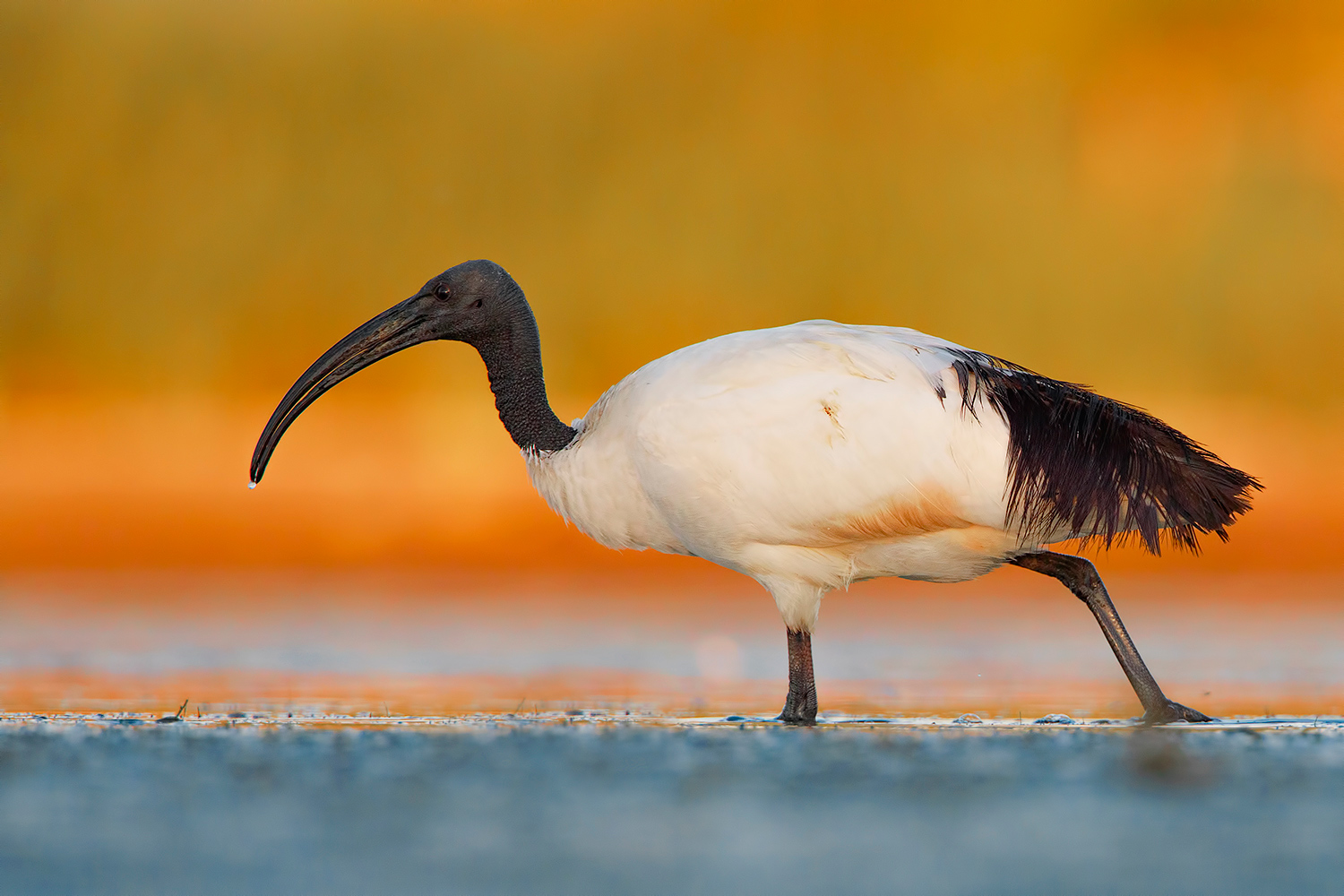 a tu per tu con l'ibis