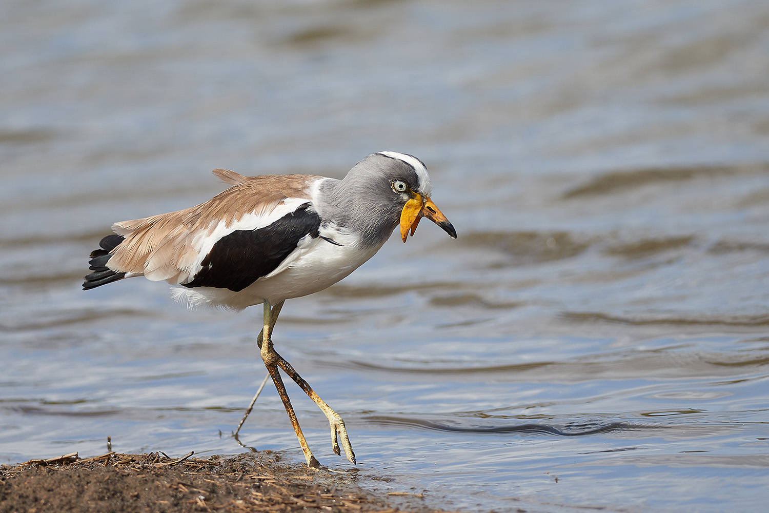 Pavoncella coronata bianca