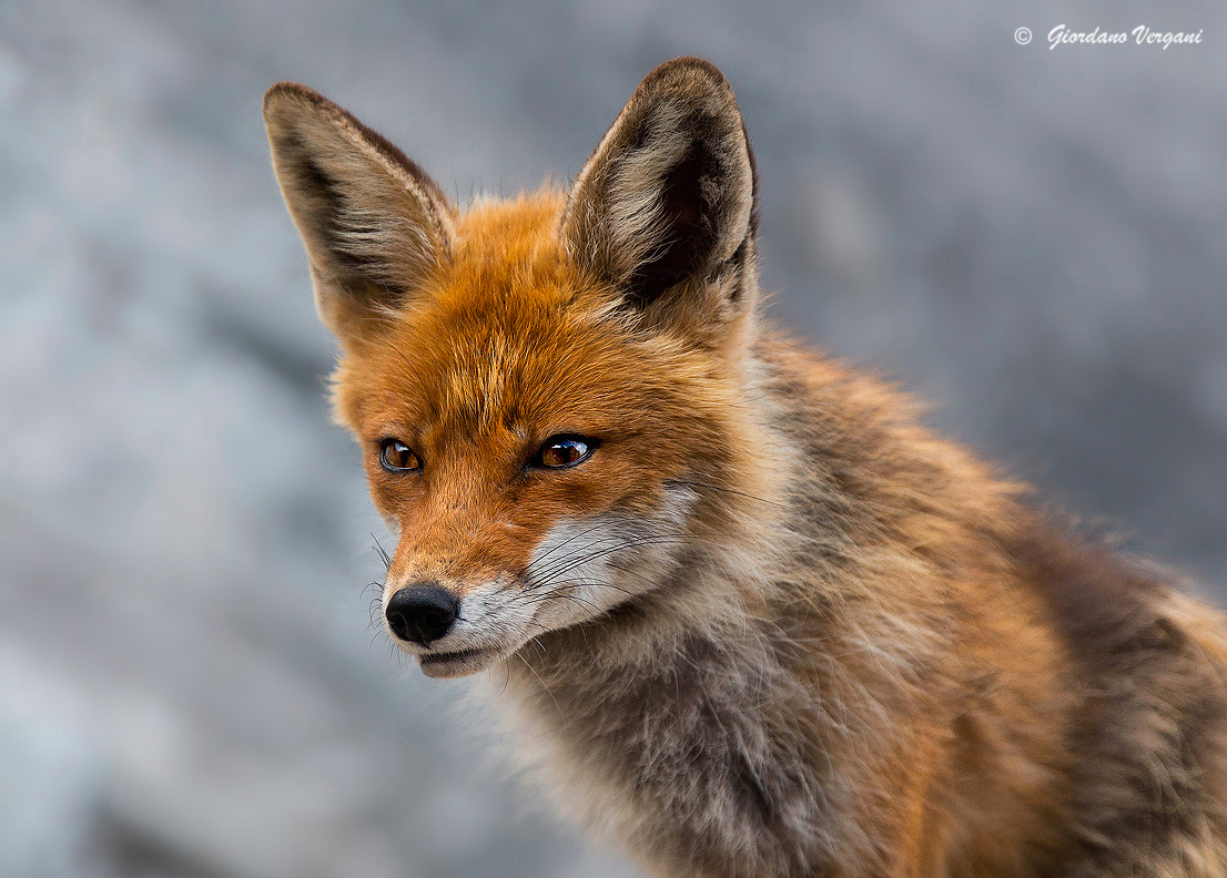 Un piacevole incontro