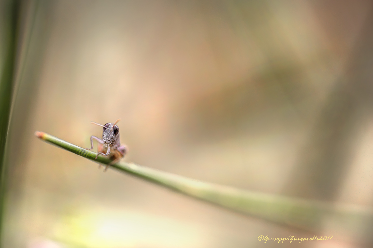 L' ortottero tra le ginestre