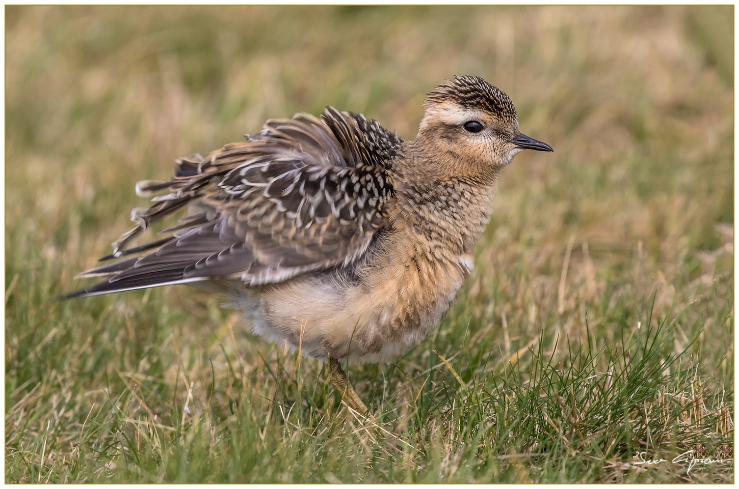 Piviere Tortolino ... scrollatina.