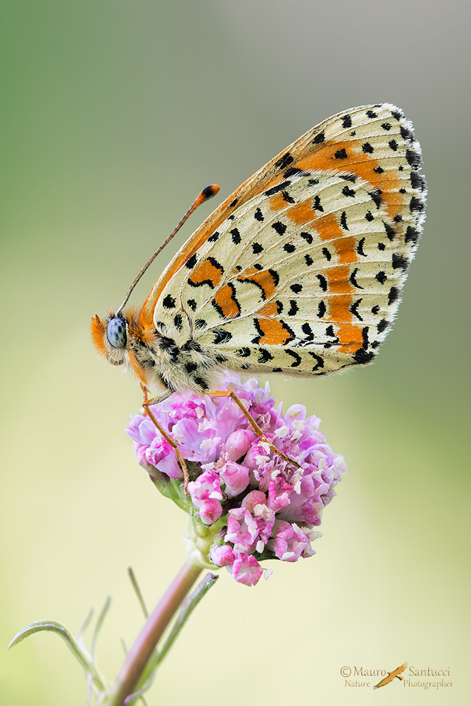 Melitaea didyma