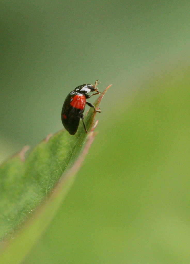 coccinella