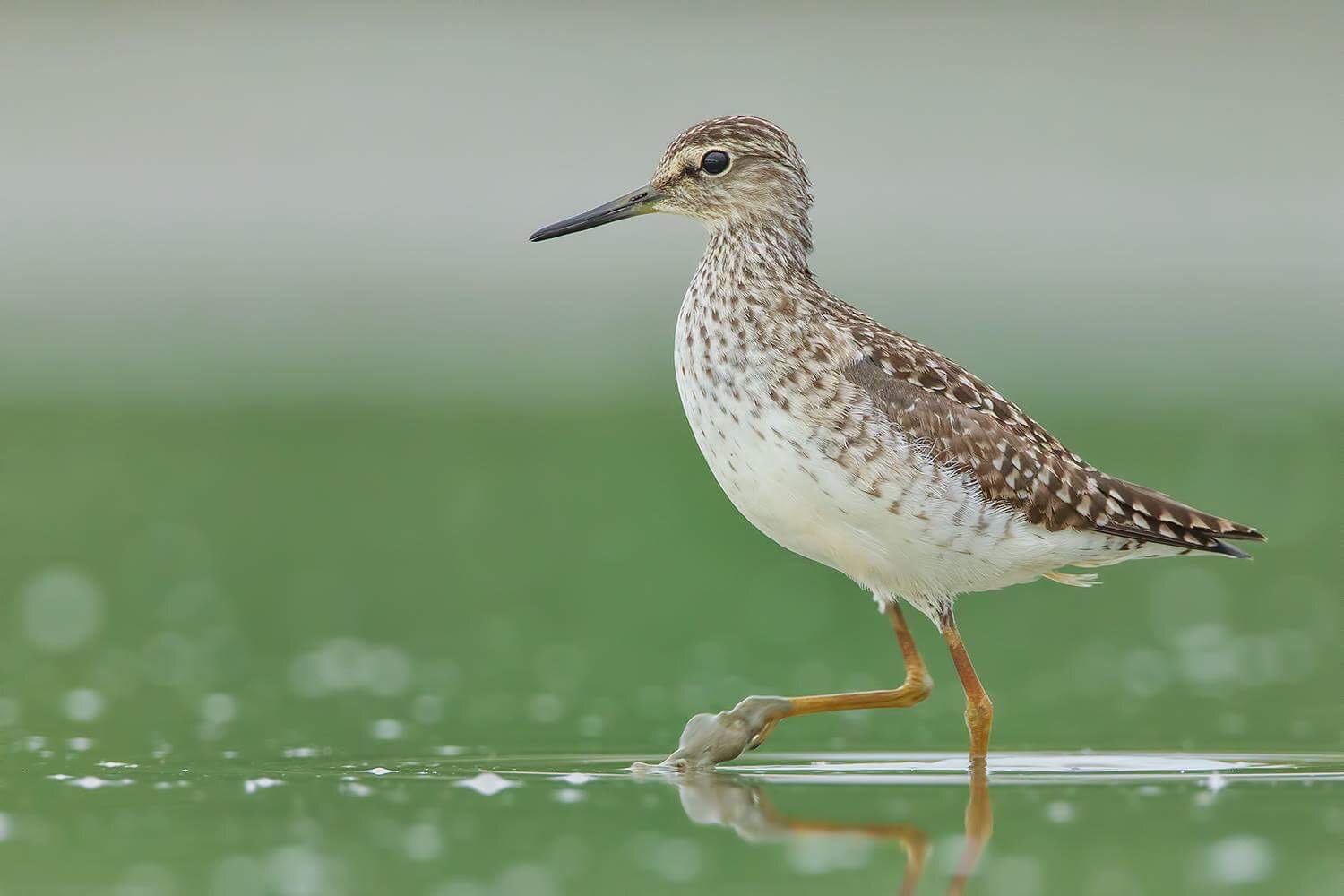 Il passo del boschereccio