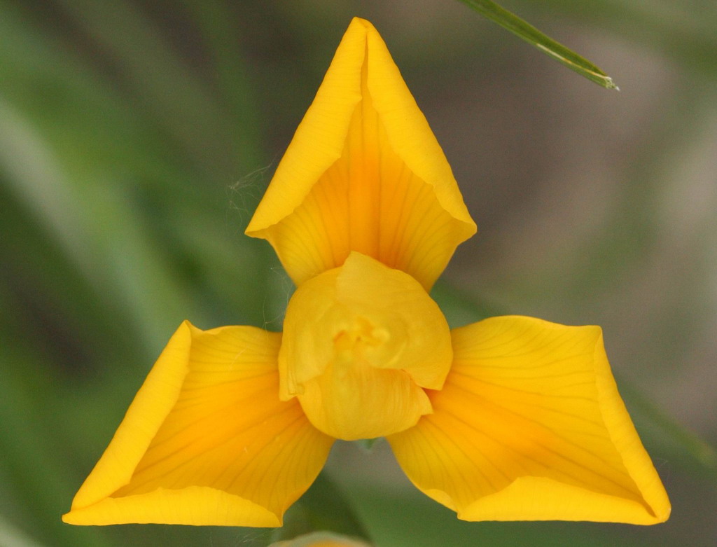 triangolo equilatero