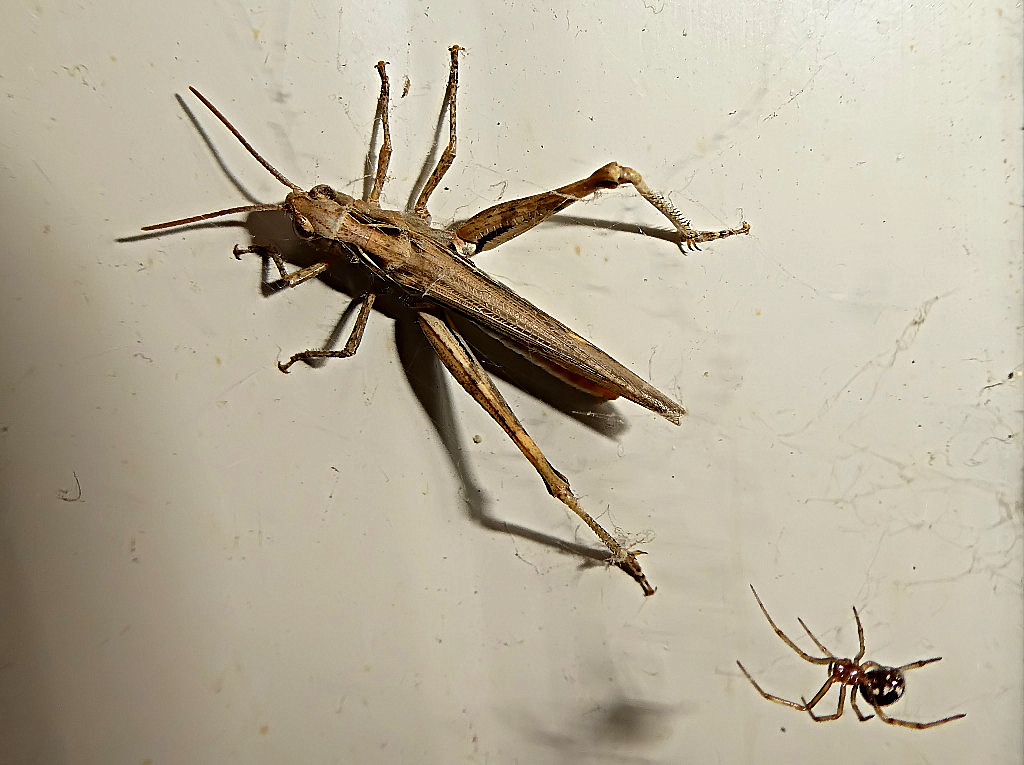 *** Azz....mi sta scappando***