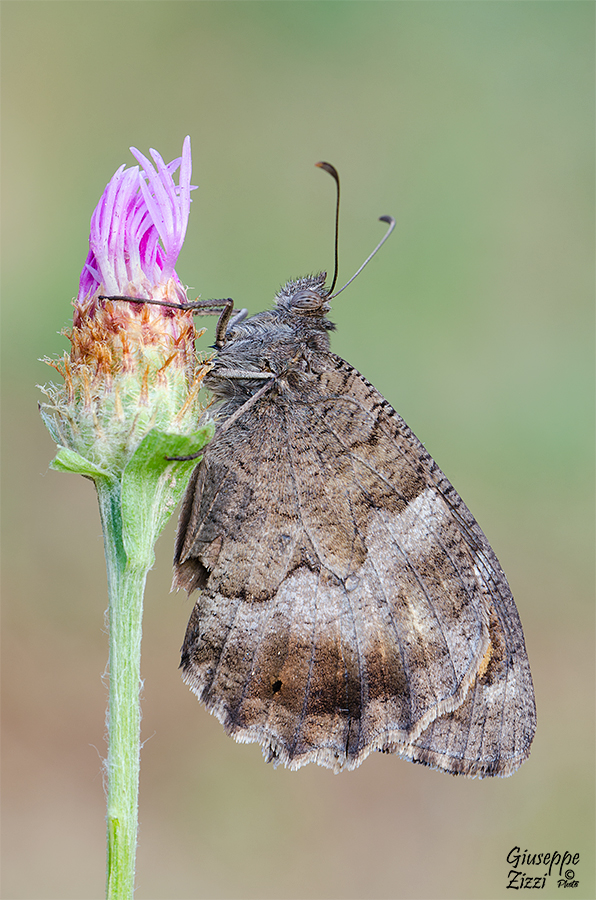 Hipparchia statilinus
