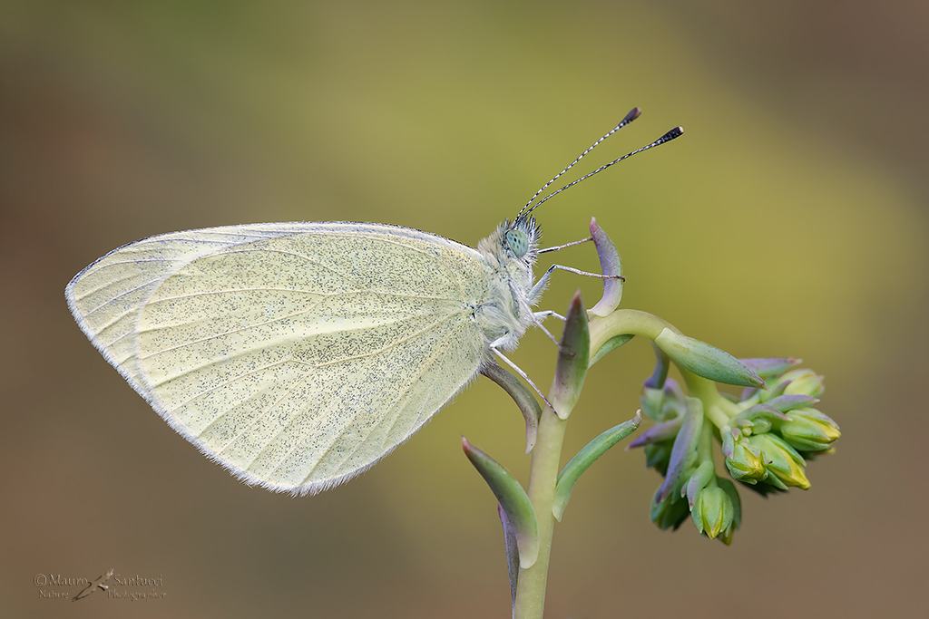 Pieris rapae_ cavolaia minore