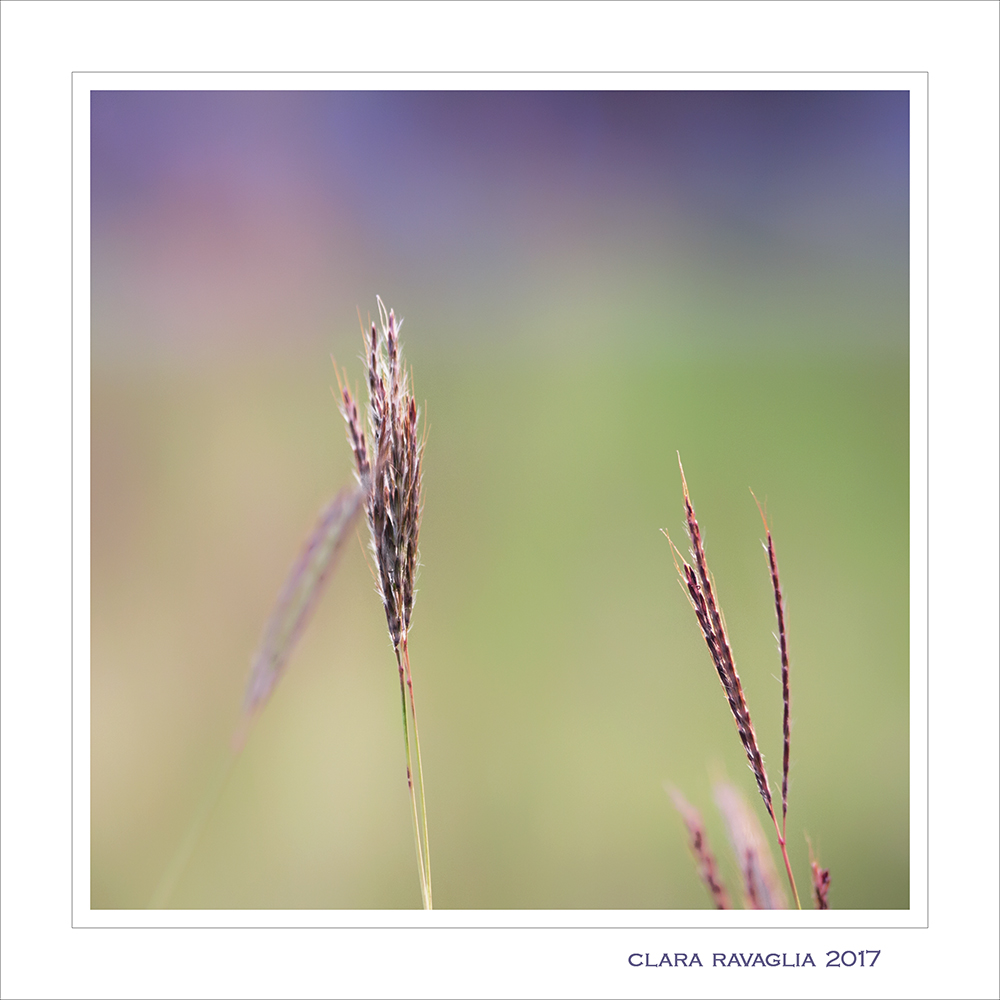 Tavolozza di colori... in libert�