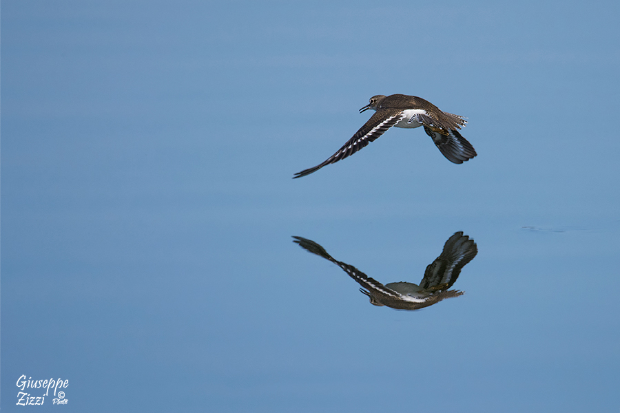 Pettegola allo specchio