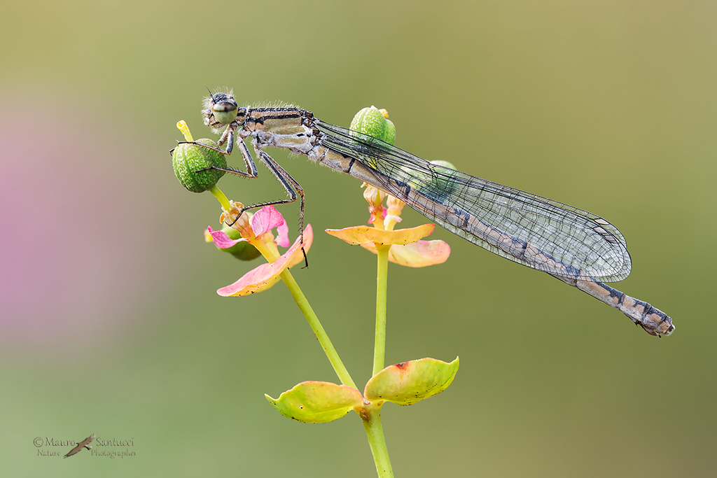 Enallagma cyathigerum female
