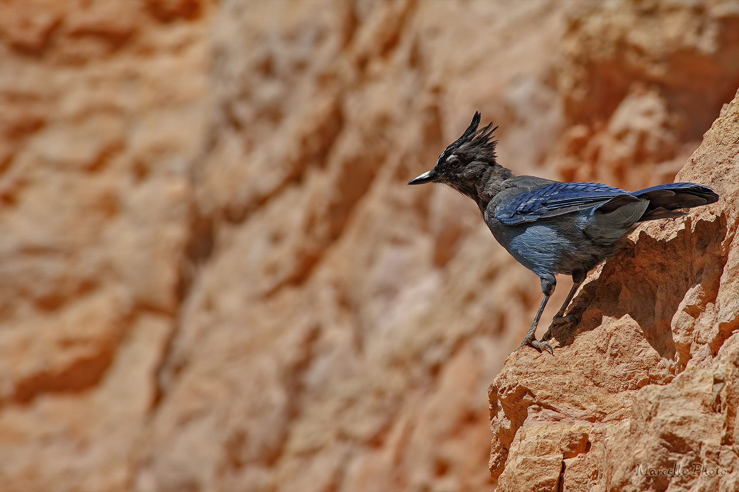 Ghiandaia di Steller (Cyanocitta stelleri) Bryce Canyon Utah