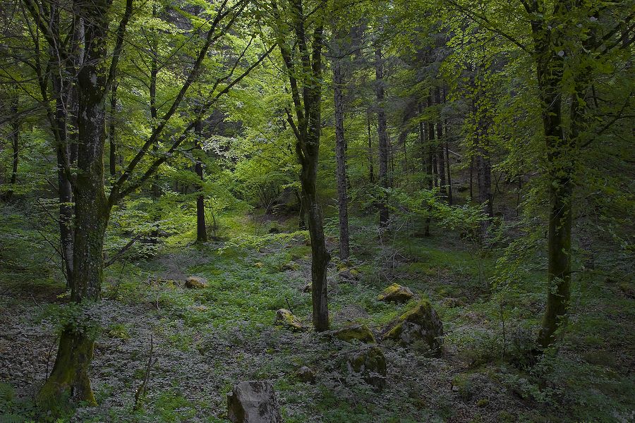il bosco profondo