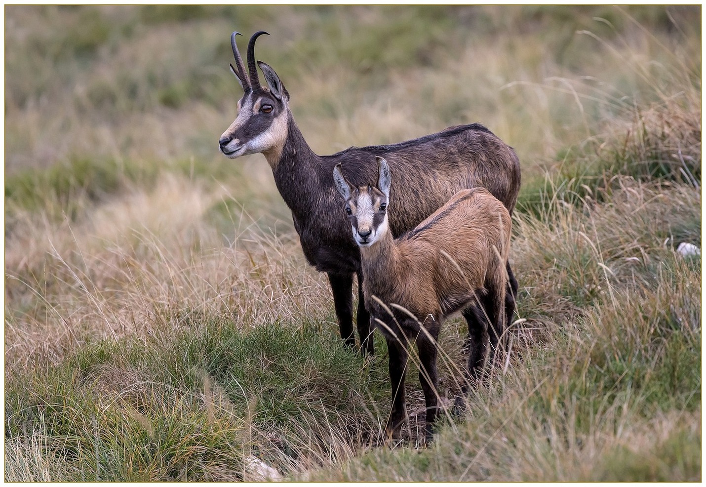 Mamma Camoscio con piccolo di 4 mesi