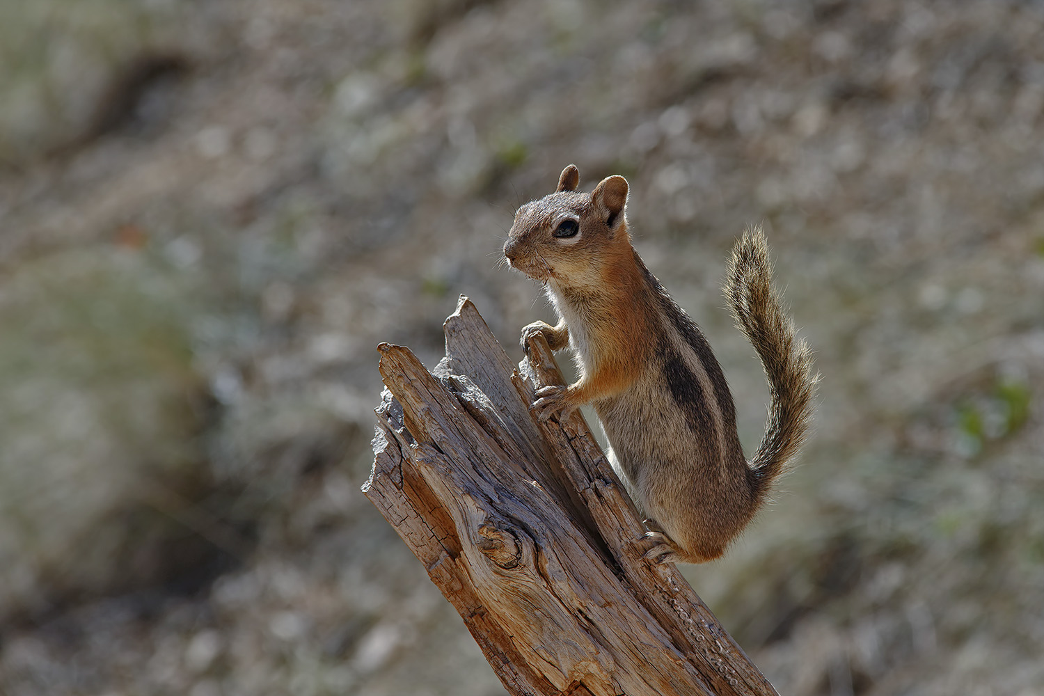 Scoiattolo terricolo dal mantello dorato (Spermophilus lateralis) Bryce Canyon