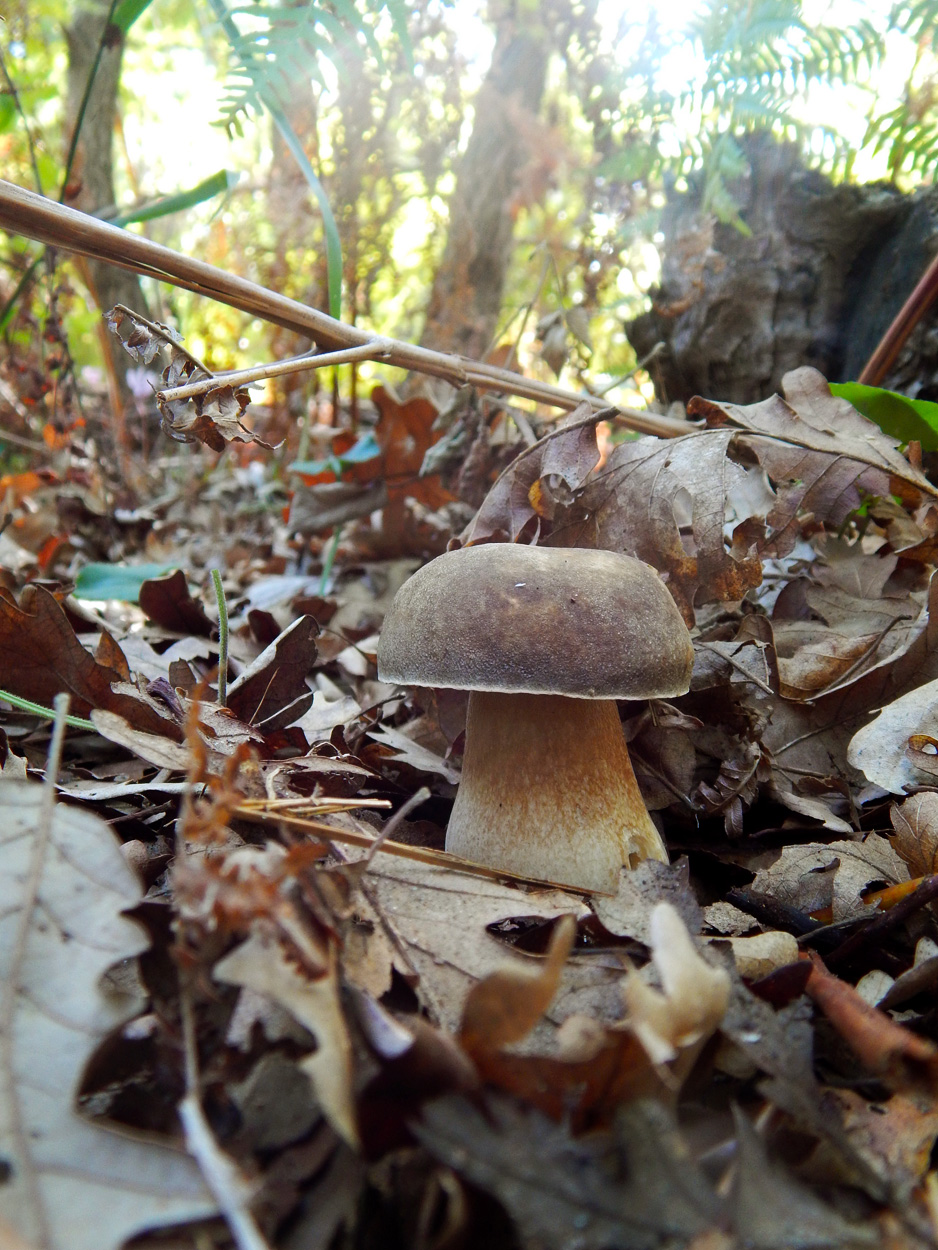 Il principe del bosco