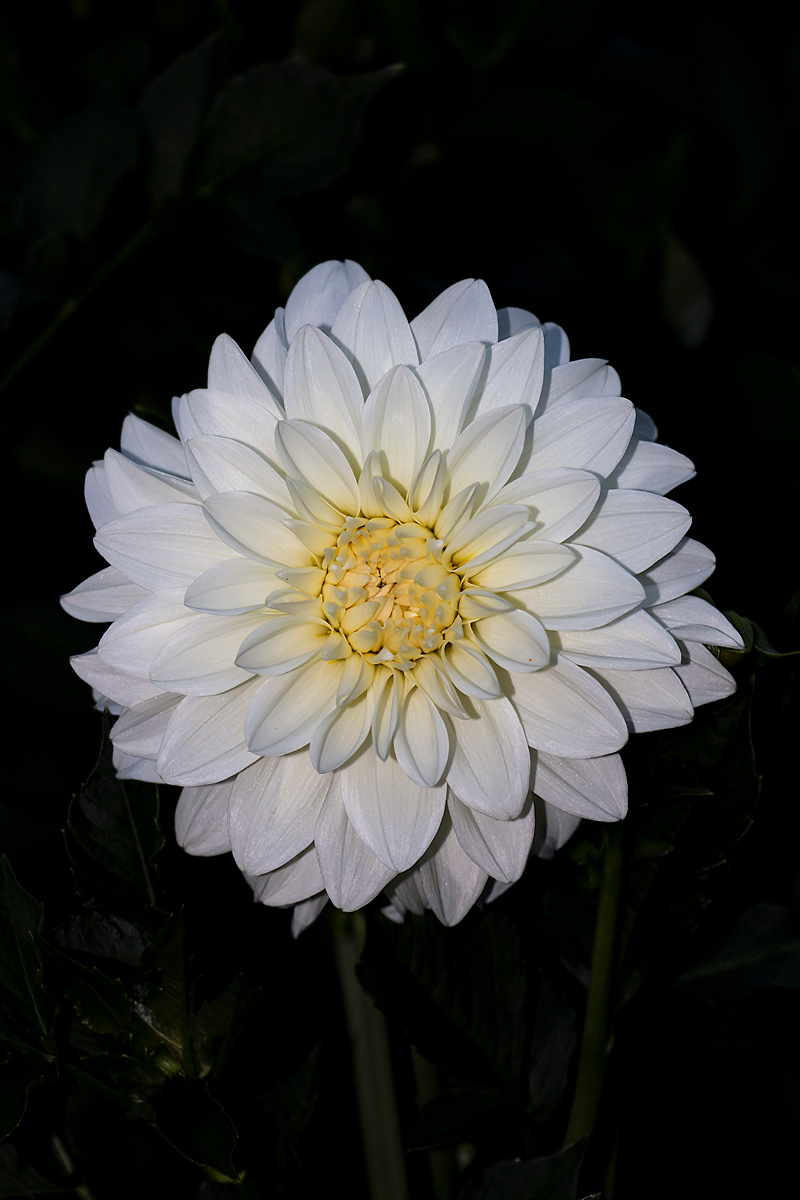 Dalia : dettagli di luce