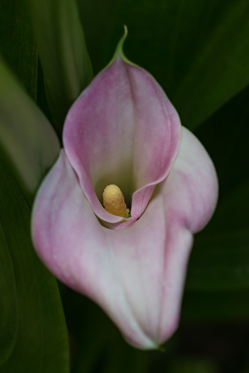 Calla trangenica