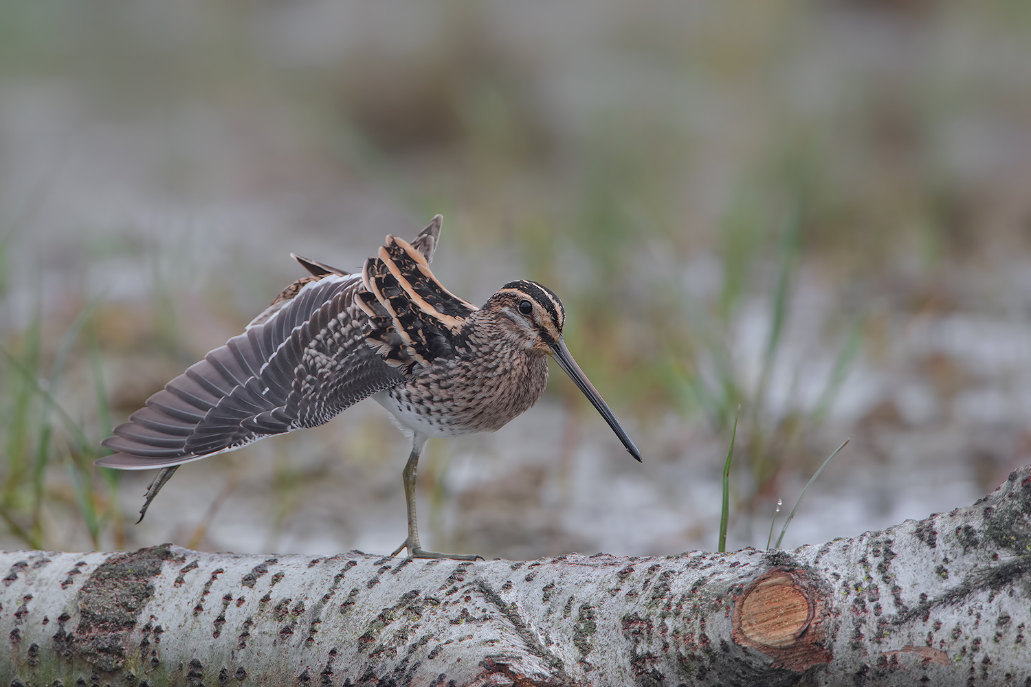 il risveglio del beccaccino