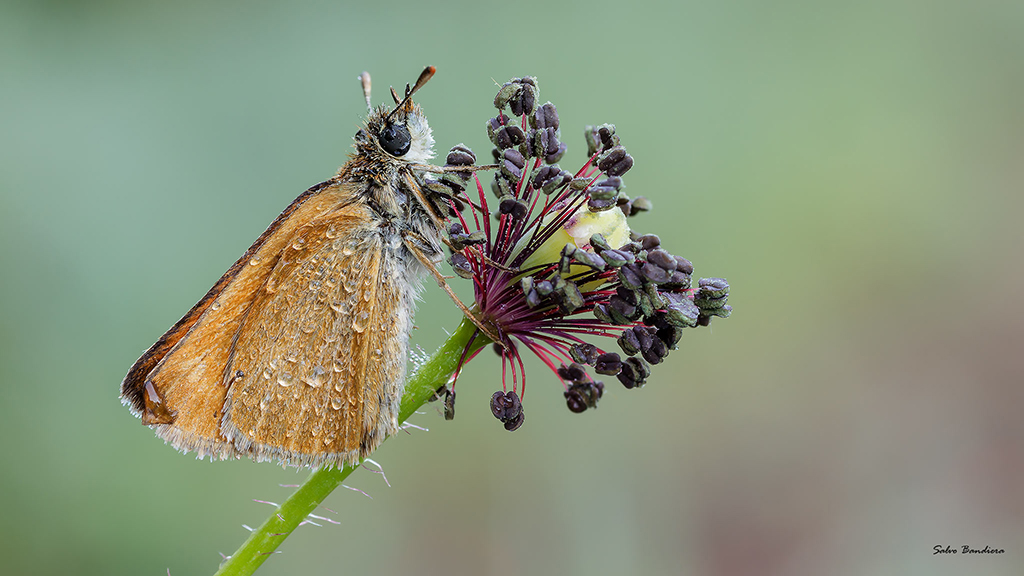 Thymelicus sylvestris...