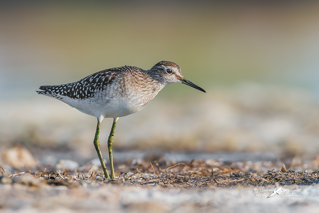 Piro piro boschereccio all'alba