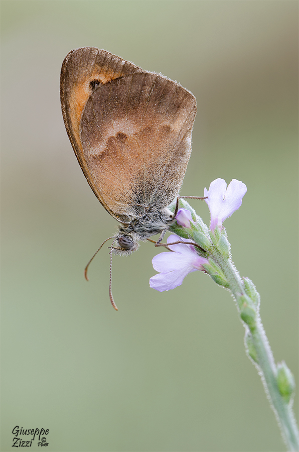 Coenonympha pamphilus