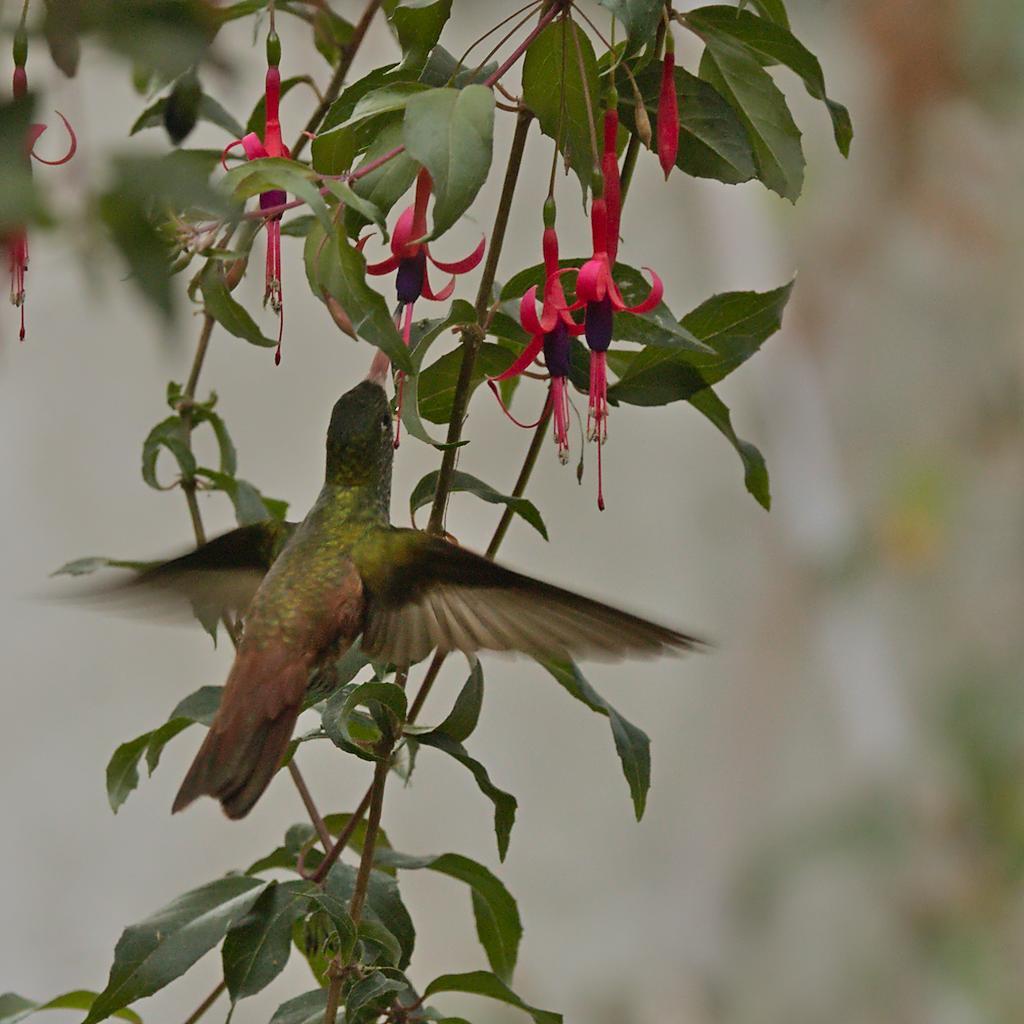 colibri
