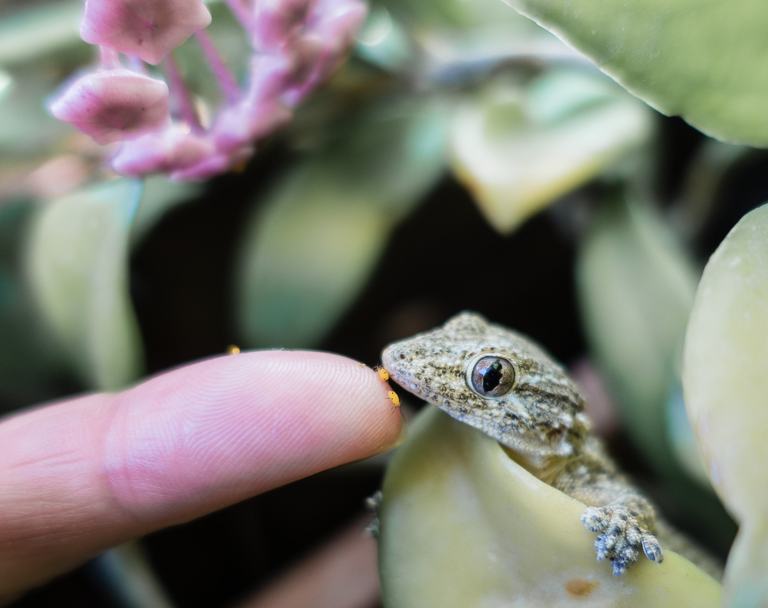 Feeding the little dinosaur...