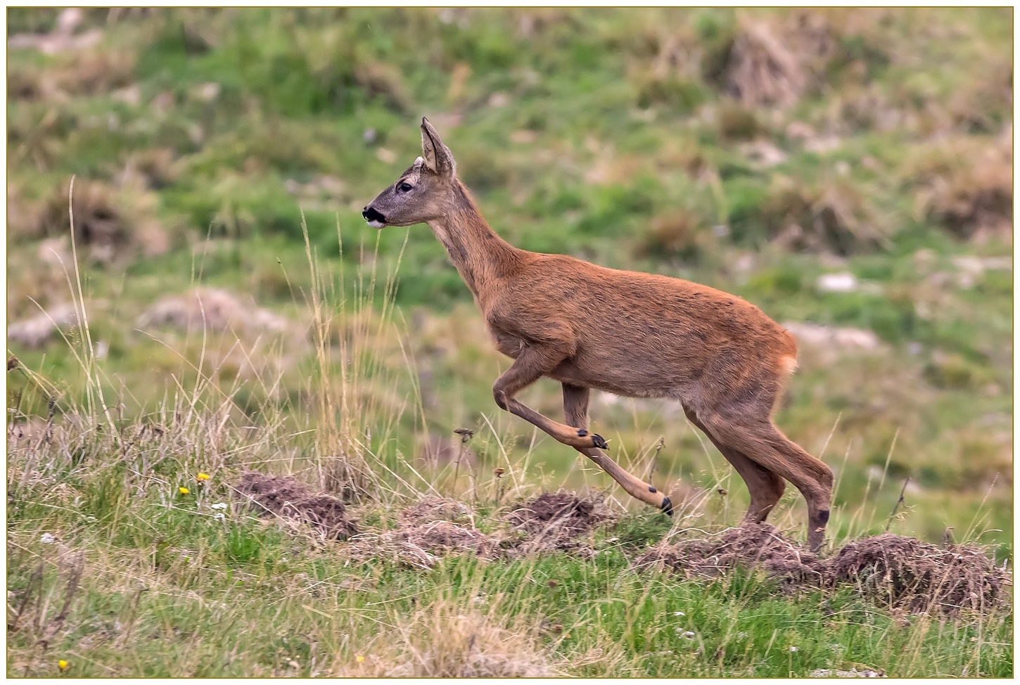 Giovane Capriolo maschio.