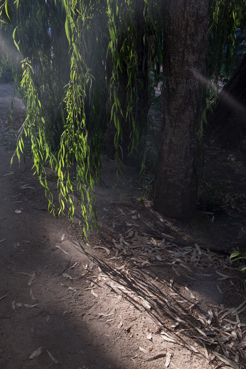 Ombre e luci del bosco