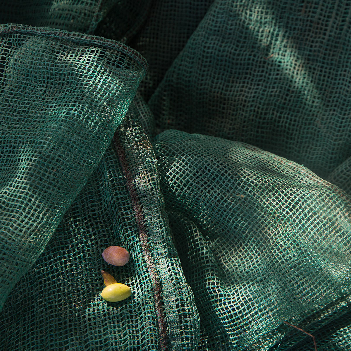 La stagione delle Olive