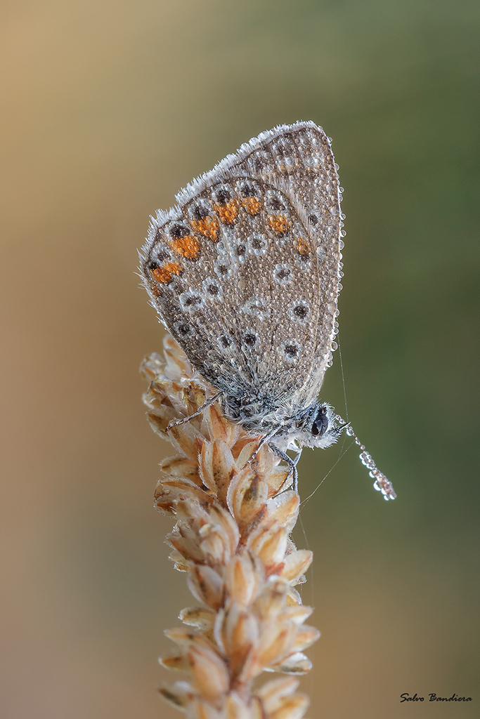 Polyommatus icarus..