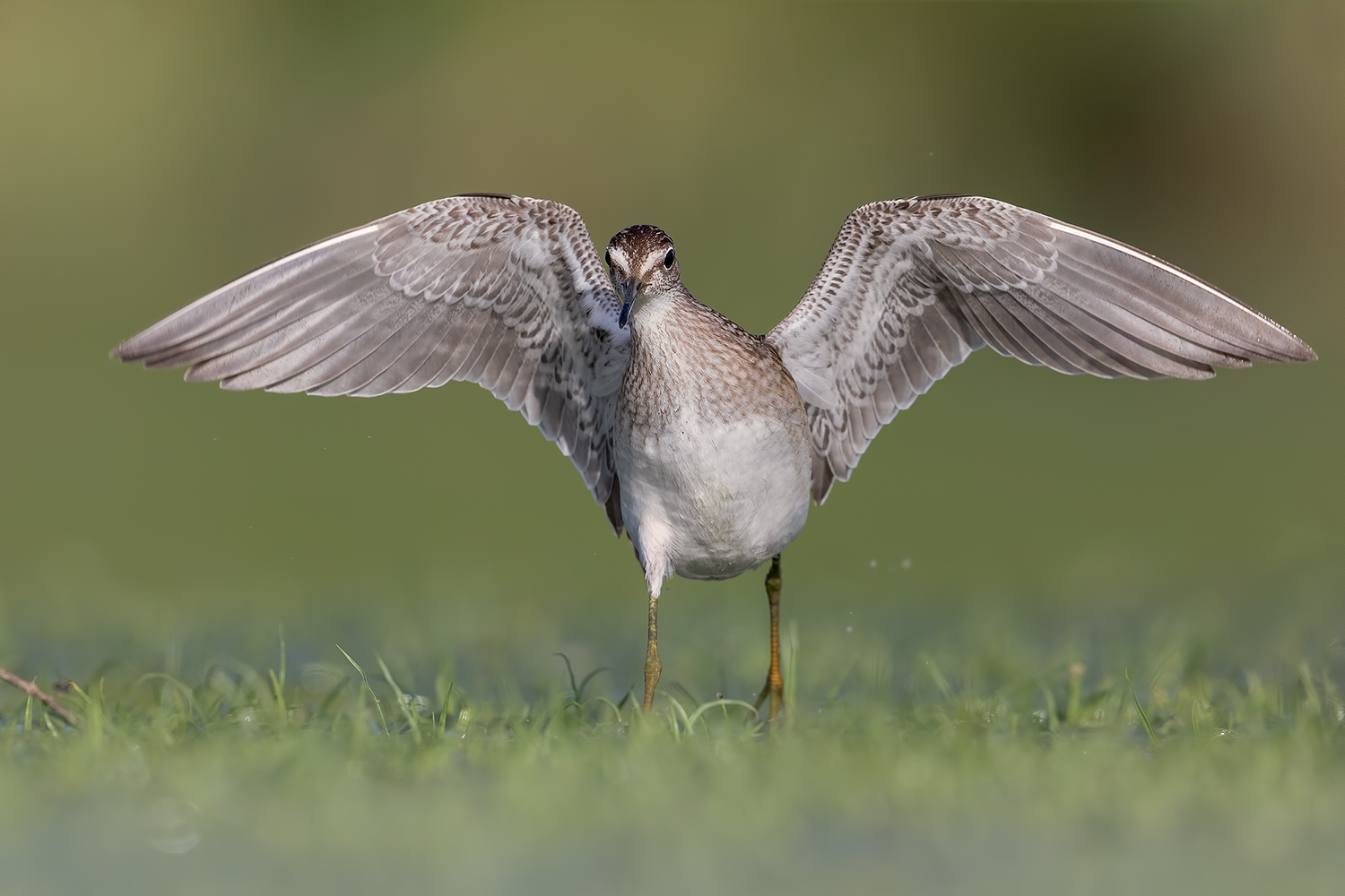 Piro piro Boschereccio