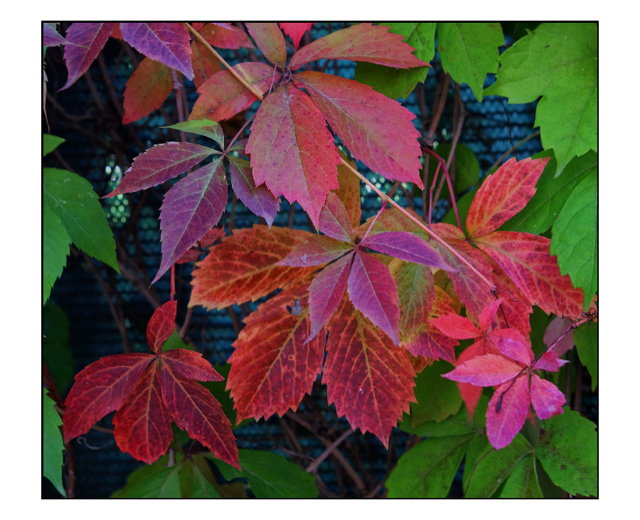 i colori dell'autunno.