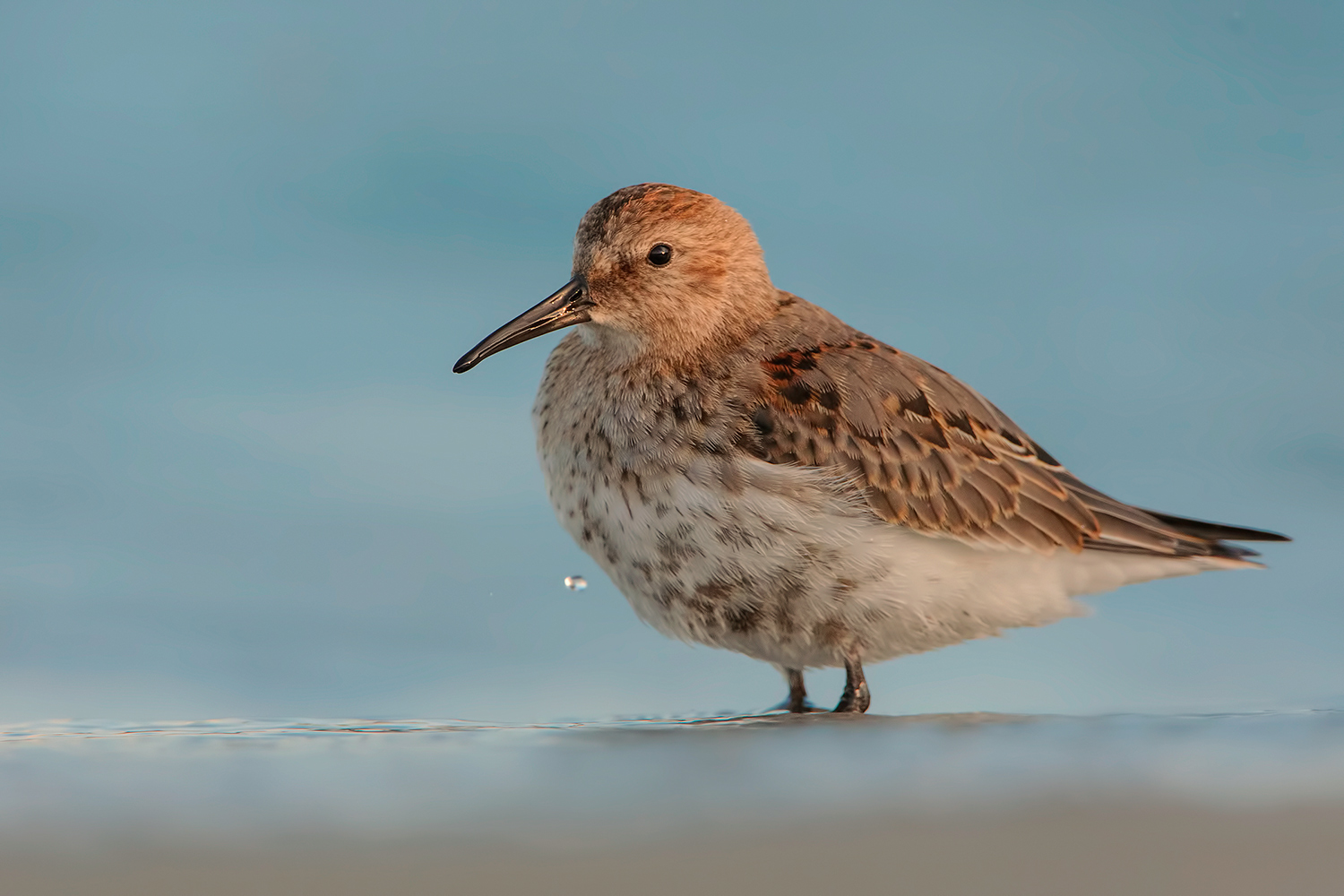 il pancianera....ma non tanto