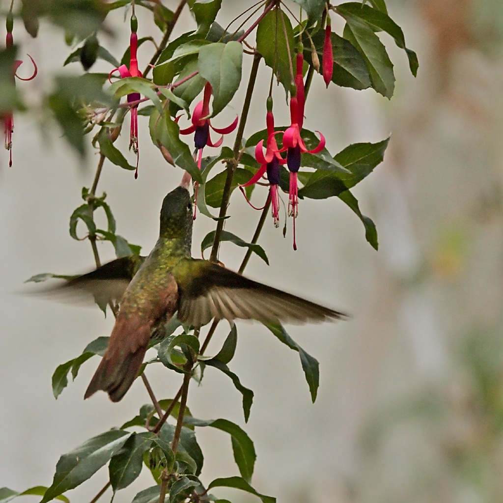 colibri