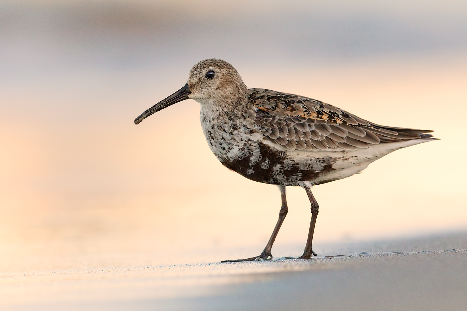 Piovanello Pancianera