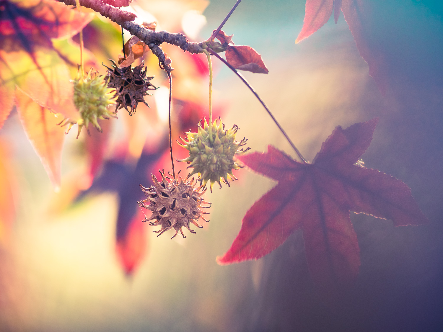 United colours of Autumn