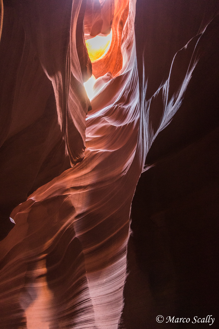 Antelope in verticale