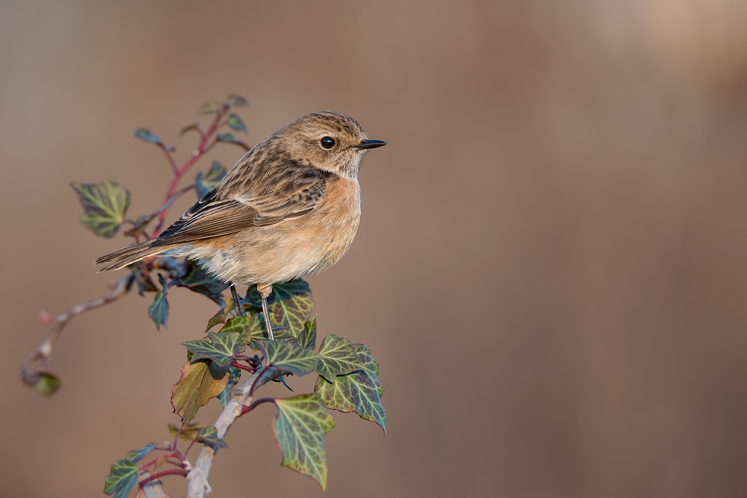 Una moglie bellissima !